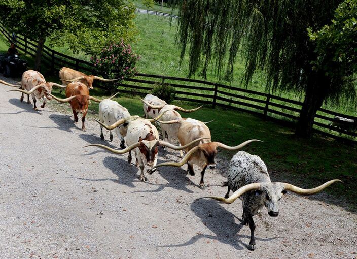 See 12 over 100" tip to tip Texas Longhorn cattle
