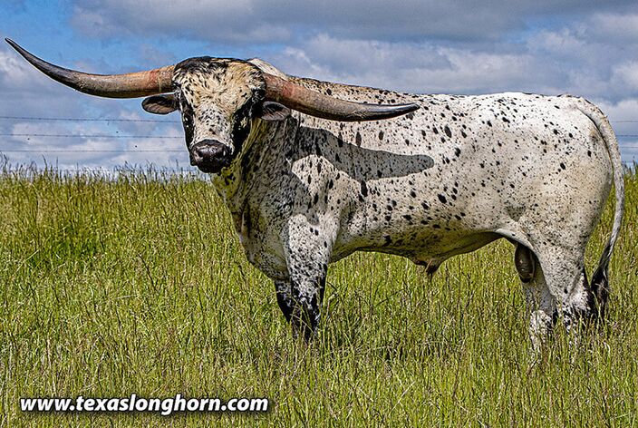 Giver, a grand son of Flair Galore bands back to Drag Iron, and Clear Point. He is age 2 and a half. He won at several futurities. Giver, a grand son of Flair Galore bands back to Drag Iron, and Clear Point. He is age 2 and a half. He won at several futurities.