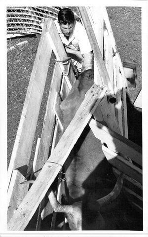 At DCC we started AI-ing in 1973. This was our wooden, behind the gate squeeze. The first registered AI cattle in the industry were a result of this chute.