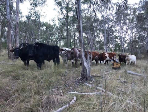 Bullockie-Treff 2024 auf der Gleneden Farm, Maryvale, Queensland, Australien