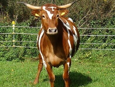 typisch Portrait: es soll den Charakter abbilden! Tut es hier aber so was von deutlich...