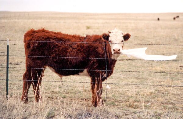 This yearling removed a piece of construction plastic from a barb wire fence. I tried to retrieve it but he was too "smart" and I could never get close enough to grab it. He stood about 20 feet away and ate the whole thing.