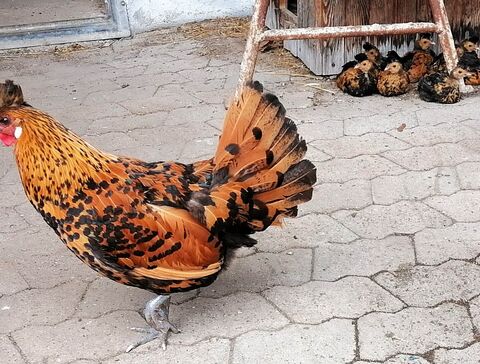 Mama-Huhn mit Nachwuchs 2024