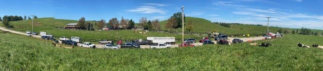 Cattle buyers brought shiny trailers to take home fancy calves.