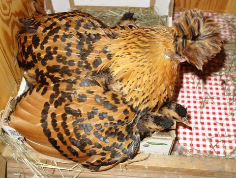 unter Mutters Flügel geht kuscheln am besten