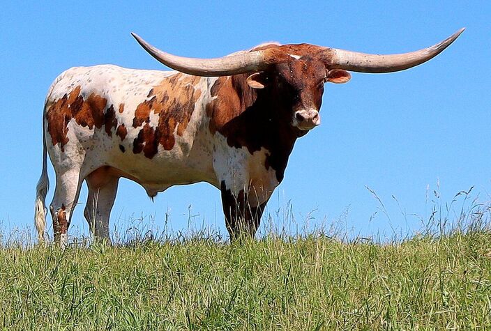 Check the data and full pedigree back 25 generations at https://www.texaslonghorn.com/inventory/index.cfm?con=  id&IDNo=16225&BreedCode=T&Category=Reference_Sire