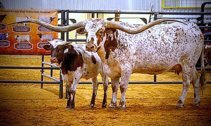 Some are certain Silent Iron by Drag Iron is the most correct cow in the breed and a great producer. (14 generations from Caledonia)