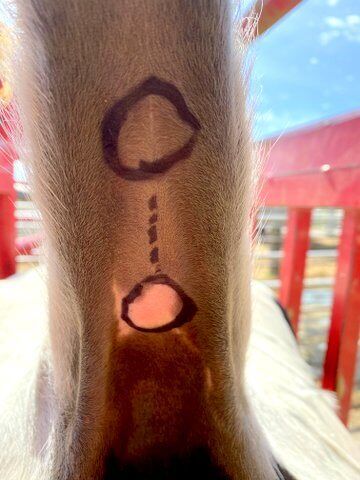 Raise tail up and locate the 2nd and 3rd vertebrae from the trunk. Note circles.  Right down the mid line about a half inch inside the skin is the main tail blood vein nearly a  quarter inch thick.