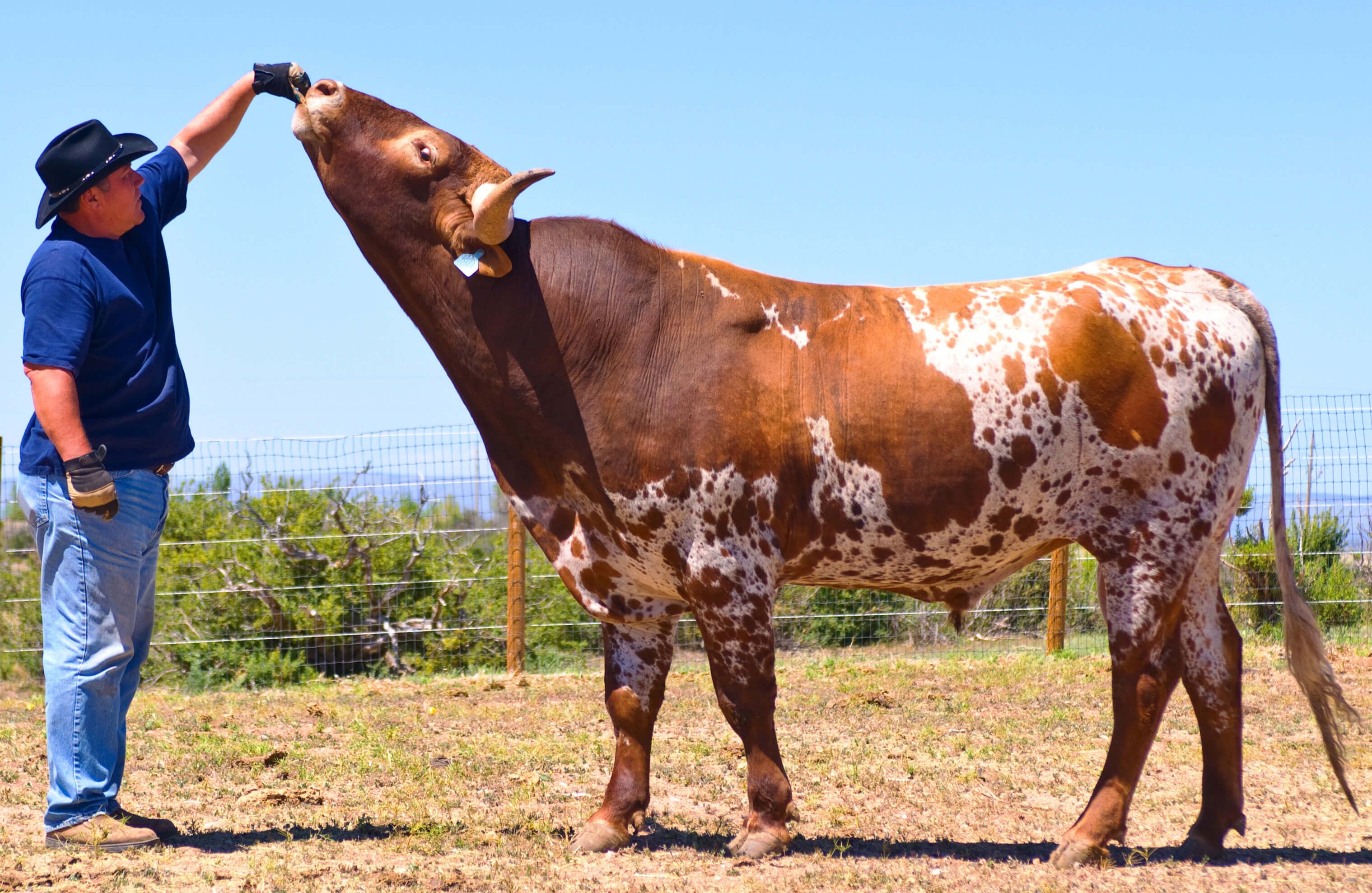 This is the safest way to had feed a Texas Longhorn.  The horns are far away from the face.  Cattle almost never walk forward because they cannot see where they are walking. It is also a time to start training them for under-neck scratching.