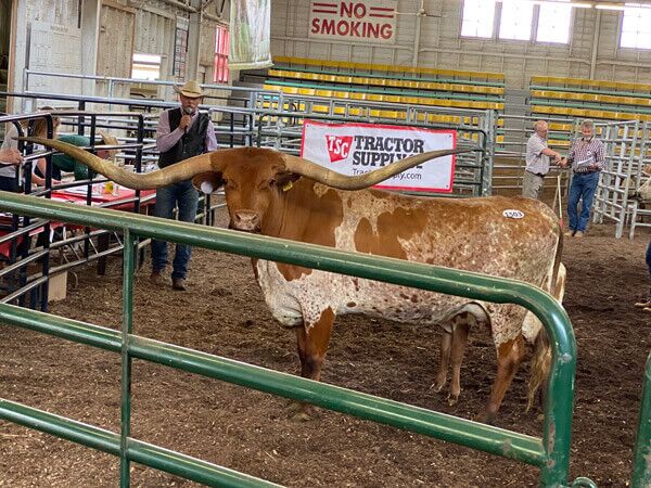 Judge Larry Smith awards "Dragon Fire" owned by Joel Dickinson All Age Reserve Champion.