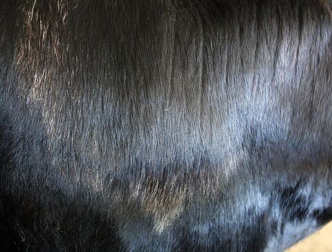 schaut mal was mittlerweile aus dem kleinen Büschel grauer Haare geworden ist