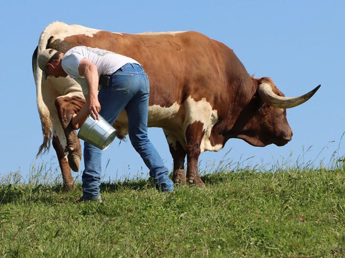 Of course cattle do not understand the importance of photography. Sometimes moving a leg forward or back makes the pose correct.