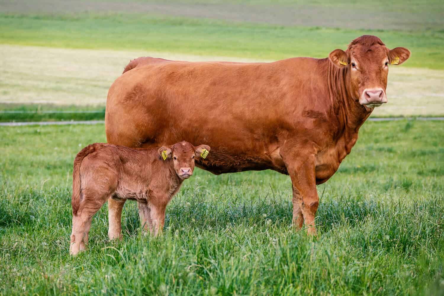 Limousin cows are a hardy breed with good milking qualities.