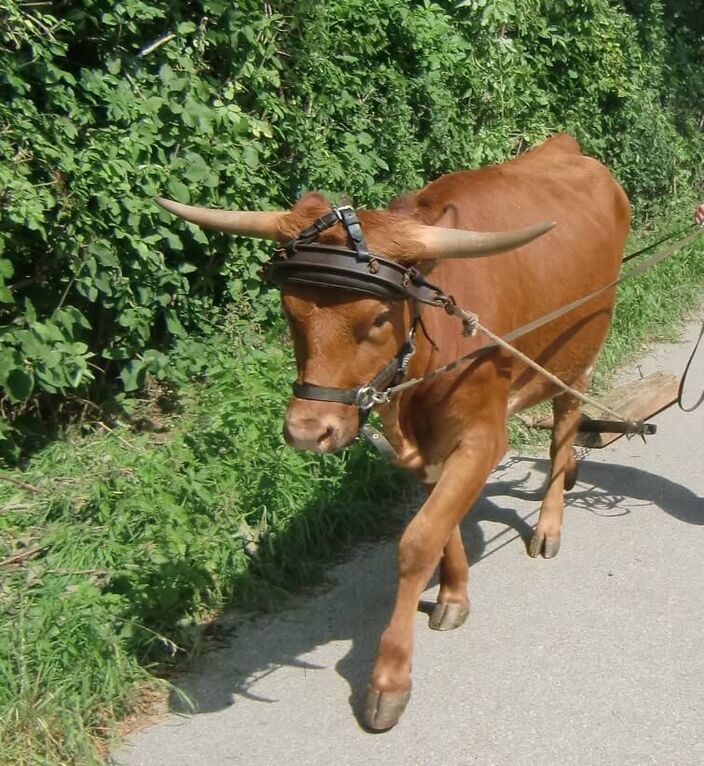 auch das Stirnjoch gehört zu meiner Ausbildung