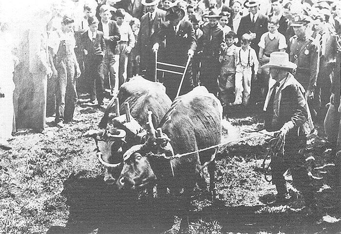 The Marks cattle were one of the seven original Texas Longhorn families. The herd ran on the LH7 Ranch, a sprawling, coastal grasslands west of Houston, Texas. Today that land is totally covered with city.