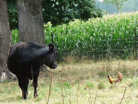Hilfe, ein Huhn verfolgt mich!