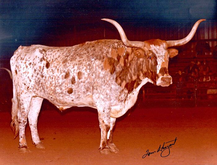 El Alamo Capitan had the signature Shahan wild brindle colors that immediately caught the Texas Longhorn judges eye.