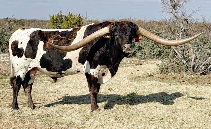 Last photo of Jam Box before he left Freedom Ranch and his home in the west Texas Mesquite and cactus grazing grounds. Jam Box was used as a range bull with little or no special care. As a result he is not in show shape. Last photo of Jam Box before he left Freedom Ranch and his home in the west Texas Mesquite and cactus grazing grounds. Jam Box was used as a range bull with little or no special care. As a result he is not in show shape.