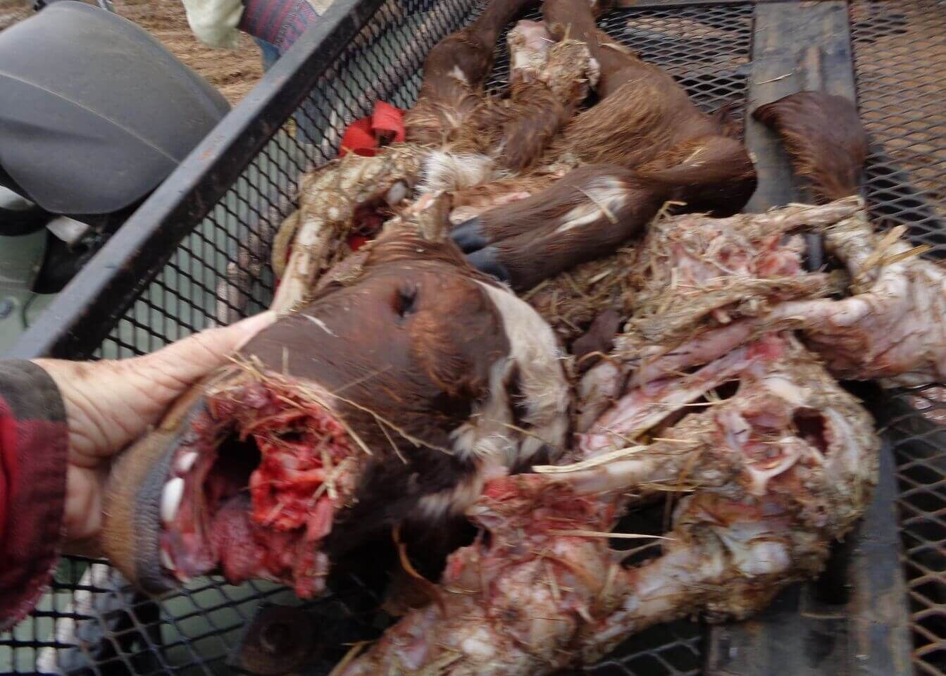 Parts remaining of Linda Ragains' calf after a few minutes with Black Vultures.