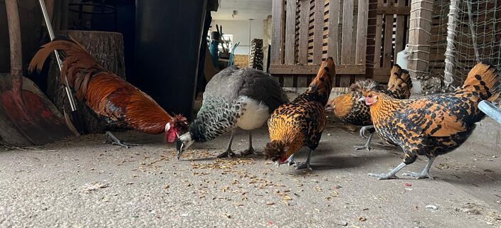 wenn es Mehlwürmer gibt ist jeder Pick ein Treffer!