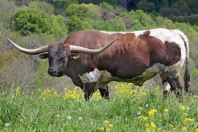 Jubal Jangler Semen $25. He is sired by the excellent-type sire Over Kill and out of Shadow Jubilee ($120,000) one of the first over 90" cows. Only a few straws available. He has sired Joe Kid and some over 100" steers.