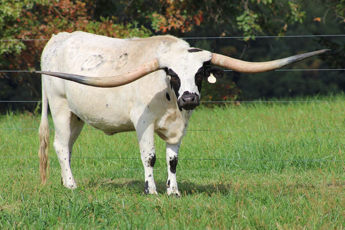 NOBLE DROP--less than 4 years later this is what the little white heifer became. She is 90 1/2" at 4 years and 4 months. One of the prettiest cows any lover of Texas Longhorn cattle ever could wish for.