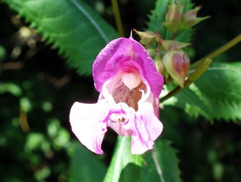 Indisches Springkraut (Impatiens glandulifera)