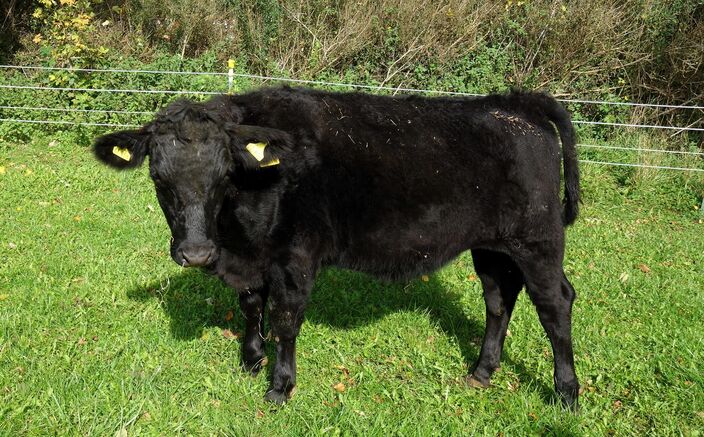 unsere Chefkuh sucht nach Portraits; mich findet sie im Arbeitsgewand auf der Weide