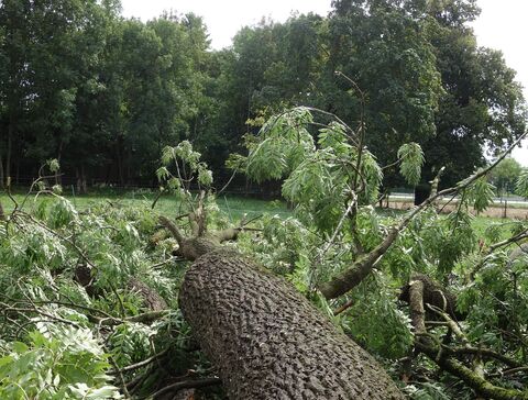 Alte Esche vom Sturm gefällt, liegt in ihrem eigenen Astbett