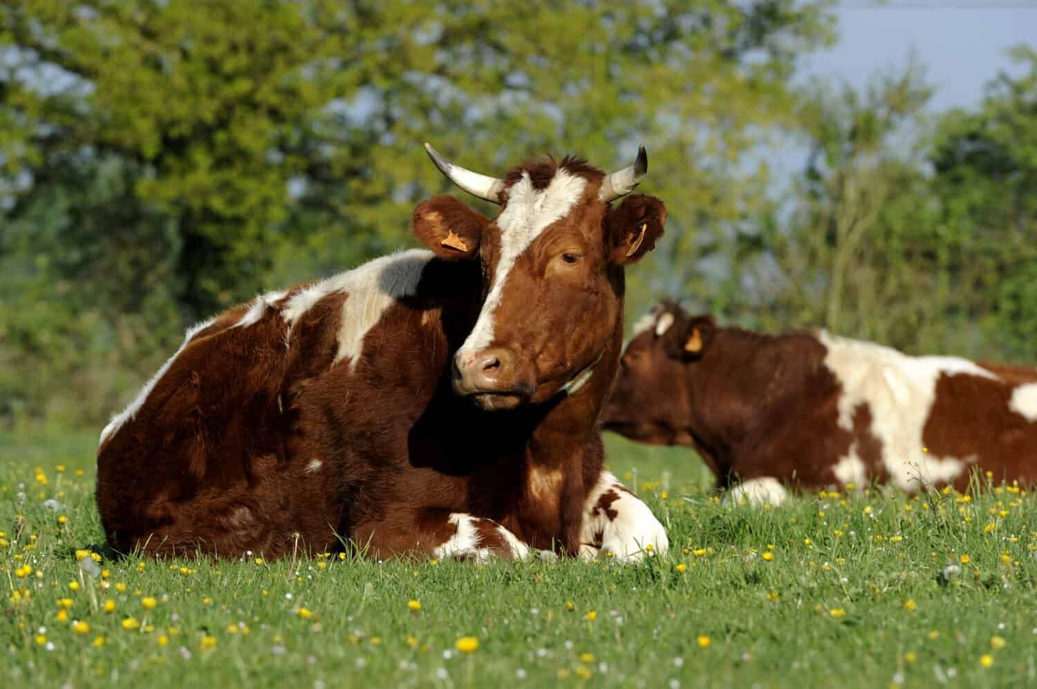 Maine-Anjou cows are sturdy and dependable cows that raise a good profit.