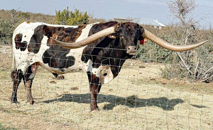 Last photo of Jam Box before he left Freedom Ranch and his home in the west Texas Mesquite and cactus grazing grounds.