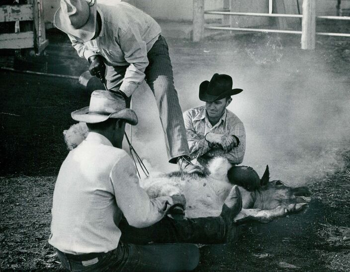 This is in 1967 when my Dad held the rear, a good neighbor sat on the front, while I applied the brand. This worked okay, we never broke a leg or horn. Yet in the old days of the open range this type of cattle handling took 3 months to work the herds.