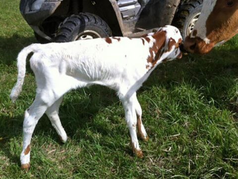 The Silent Iron story starts on her birth day May 5, 2013 at Dickinson Cattle Co.