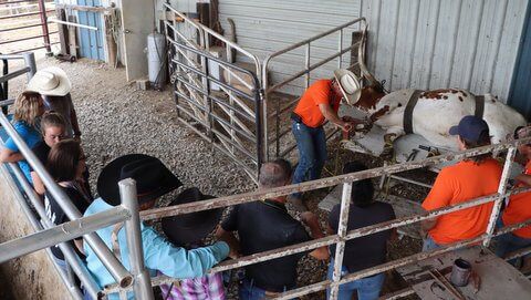 Doug Burris demonstrates how to trim hooves safe for people and the cattle.