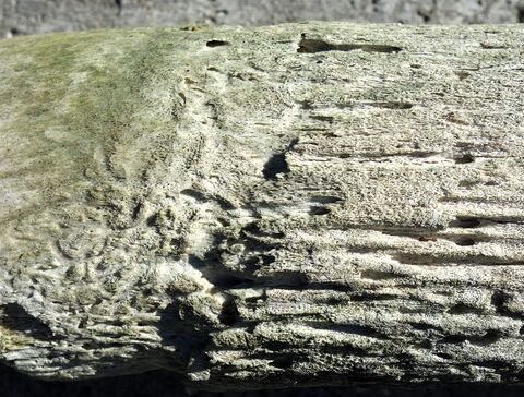 Übergang Stirnknochen zu Hornzapfen