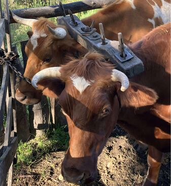 australisches Widerristdoppeljoch am Tier