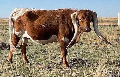 A few months later, the new horn is growing and the old frozen horn is drying up and dead.     People who have owned and bought cattle from the north and south have watched this phenomenon for 50 years.