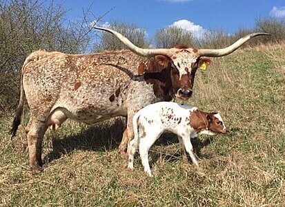 On April 14, 2019 Over Lap gave birth to a heifer calf sired by Clear Point. Over Lap was a beautiful cow that had won an ORVTLA Grand Championship Female when she was 11 years old. She calved at DCC at age 18.