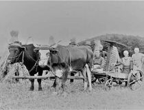 Getreide-Ernte, ein Bild vom Landwirtschaftsmuseum Hilchenbach-Hadem