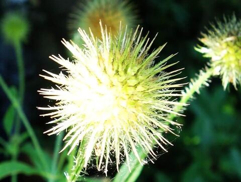 Große Klette (Arctium lappa)