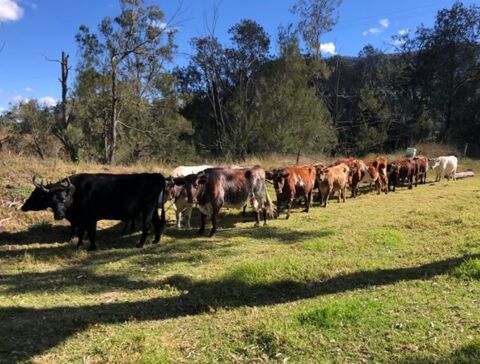 Bullockie-Treff 2024 auf der Gleneden Farm, Maryvale, Queensland, Australien