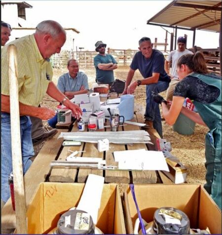 In the northern Gilboa Forest section of Israel, Dr. Em Mowrer (right) of Barnesville,Ohio prepares to implant Texas Longhorn embryos from Dickinson Cattle Co. ...
