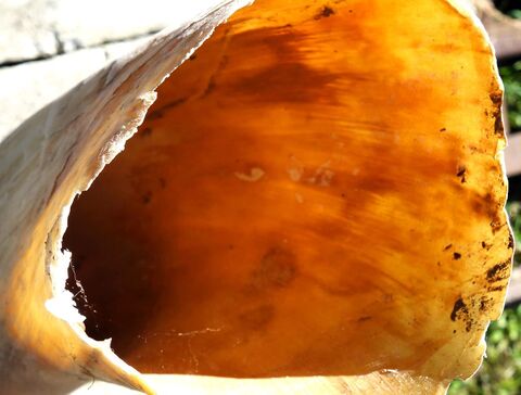 im Sonnenlicht durchscheinende Keratinröhrchen des Hornschuhs