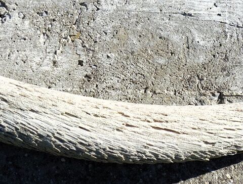 knöcherner Hornzapfen