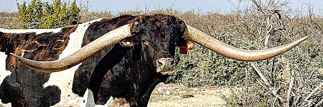 Jam Box is by Drop Box out of a Jamakizm daughter. He is 100 3/8" T2T during his 5th year. (14 generation from Caledonia)