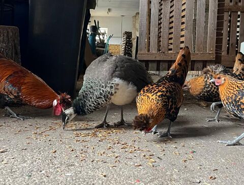 wenn es Mehlwürmer gibt ist jeder Pick ein Treffer!