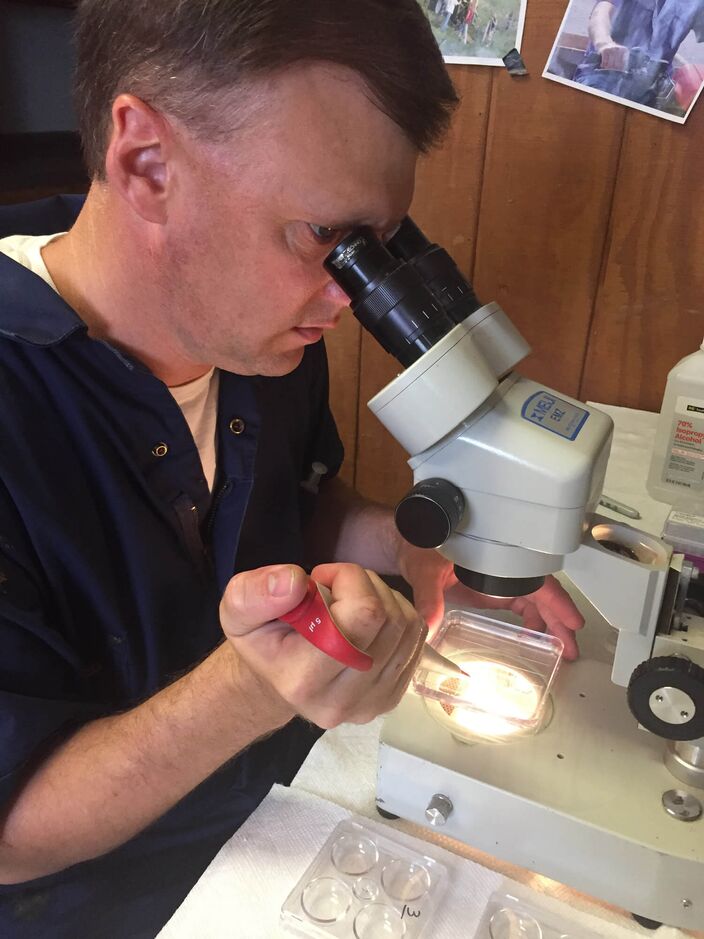 Dr. Nathan Steiner evaluates fresh flushed embryos at the Dickinson Cattle Co lab.