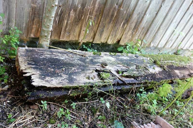 Eschenholz, dicke Borde, mindestens 25-30 Jahre abgelagert an der Regenrinne