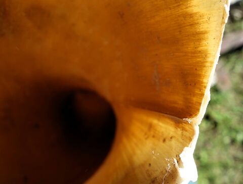 im Sonnenlicht durchscheinende Keratinröhrchen des Hornschuhs mit Narbe aus alter Verletzung