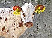 European registered Texas Longhorn